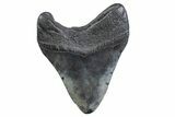 Fossil Megalodon Tooth - South Carolina #371833-1
